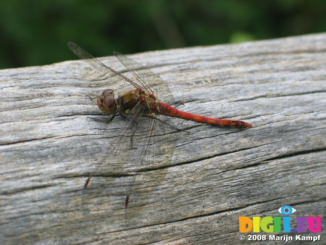 28157 Red Dragonfly on tree Common Darter (Sympetrum striolatum)